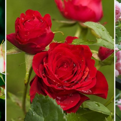 กุหลาบ ราชินีแห่งดอกไม้ สัญลักษณ์ความรักและโรแมนติก 