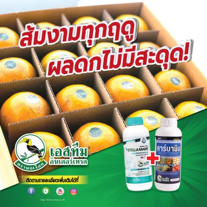 ส้มงามทุกฤดู! วิธีดูแลให้ติดผลดีแม้สภาพอากาศเปลี่ยน