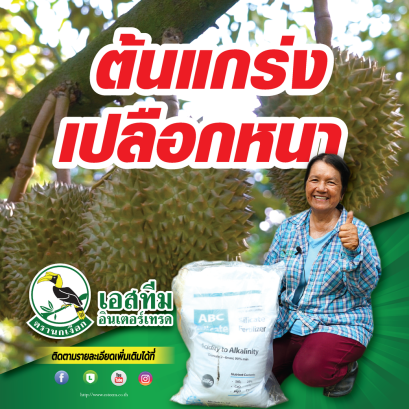  ทุเรียนต้นเกร่ง เเรงส่งดี ด้วยเอบีซี ปุ๋ยซีลีเกต เเคลเซียมทางดิน เปอร์เซ็นต์สูง!!