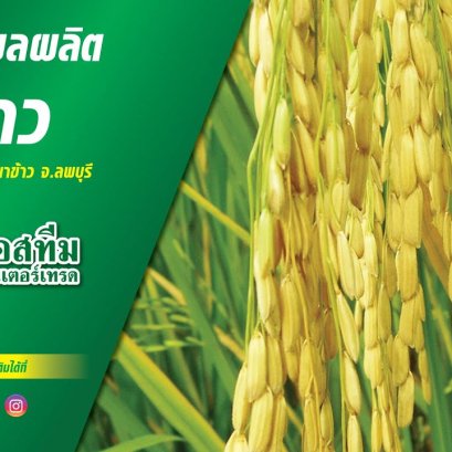 การดูแลข้าว แปลงทดลองกำนันเดช