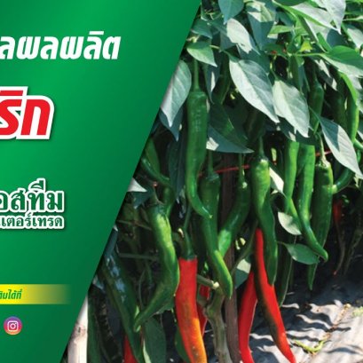 การดูแลผลผลิตพริก อ.อมก๋อย จ.เชียงใหม่