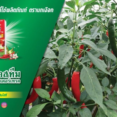 เสียงจากเกษตรกร ที่ใช้ผลิตภัณฑ์  "กิ๊ก"  ในแปลงพริก จ.ศรีสะเกษ