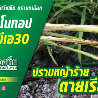 ซาโนทอป & เอ็มซีพีเอ 30 กำจัดวัชพืชในนาข้าว