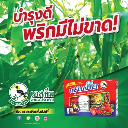 บำรุงพริกอย่างไรให้ผลผลิตสูง และเก็บได้ยาวนาน