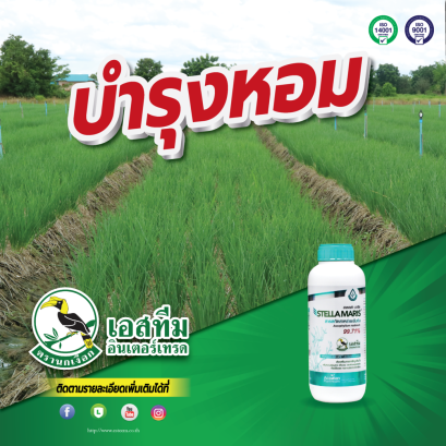 สเตลล่า มาริส สาหร่ายที่เข้มข้นที่สุด เพิ่มผลผลิตหอม กระเทียม ในช่วงแล้ง