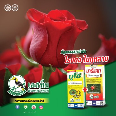 มูโซ่+บาร์แคท ที่สุดของสารกำจัดไรแดงในกุหลาบ