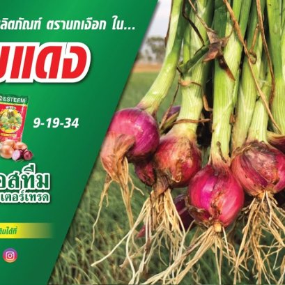 ชมแปลงหอมแดงของเกษตรกรผู้ใช้ผลิตภัณฑ์ มอนโต้ดี และ ปุ๋ยเกร็ดสูตร 9-19-34