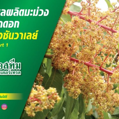 การดูแลผลผลิตมะม่วงช่วงการทำดอก สวนมะม่วงซันวาเลย์ อ.ไชยปราการ จ.เชียงใหม่