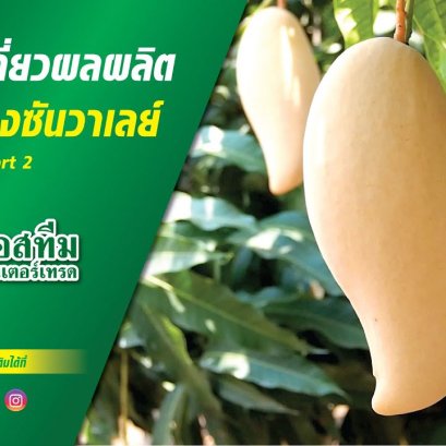 เก็บเกี่ยวผลผลิตสวนมะม่วงซันวาเลย์