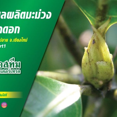 การดูแลผลผลิตมะม่วง ระยะเปิดตาดอก