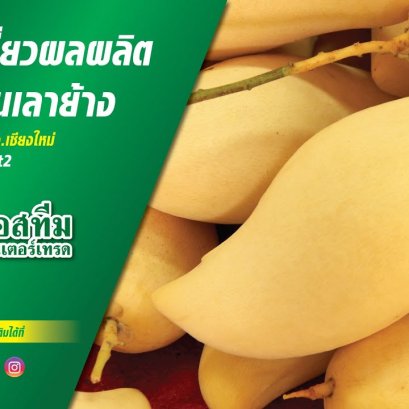 เก็บเกี่ยวผลผลิตมะม่วง สวนเลาย้าง