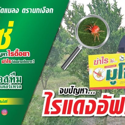 การใช้ผลิตภัณฑ์ "มูโซ่"  กำจัดไรแดงอัฟริกันในส้มสายน้ำผึ้ง