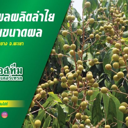 การดูแลผลผลิตลำไยในช่วงขยายขนาดผล