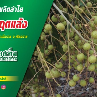 เทคนิคการทำลำไย ฝ่าวิกฤตแล้ง