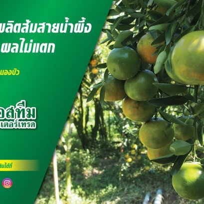 การดูแลผลผลิตส้มสายน้ำผึ้งคุณภาพสูง ลดการหลุดร่วง ติดผลดก ผลไม่แตก