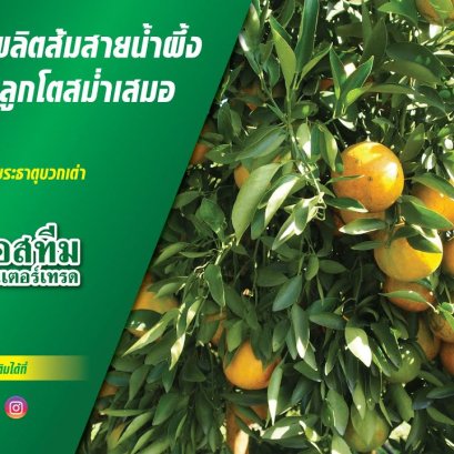 การดูแลผลผลิตส้มสายน้ำผึ้ง ให้ติดลูกดก เข้าสีสวย ให้ขนาดผลที่สม่ำเสมอ 