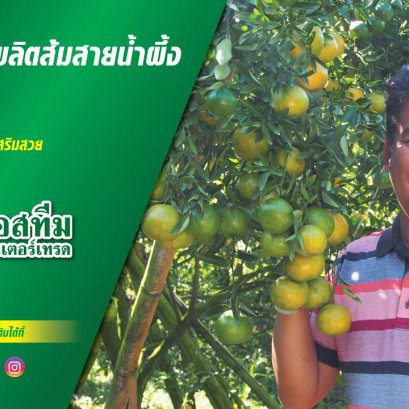 การดูแลผลผลิตส้มสายน้ำผึ้งคุณภาพสูง สวนส้มเสริมสวย อ.ฝาง จ.เชียงใหม่