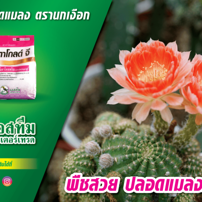 การใช้ผลิตภัณฑ์"อิมิดาโกลด์ จี" กำจัดแมลงในแคคตัส โดยคุณสมพล เบญจสว่างจิตต์ เจ้าของร้านทองคำ จตุจักร