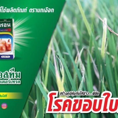 เสียงจากเกษตรกร ผู้ผลิตภัณฑ์เอนวิทรอน เพิ่มภูมิคุ้มกันให้ข้าว พิชิตโรคขอบใบแห้ง