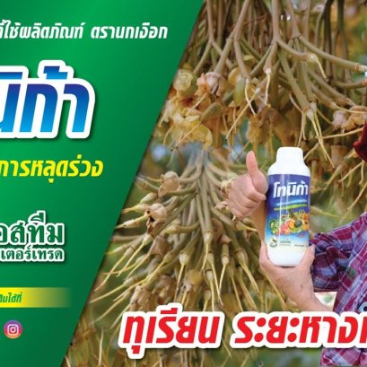 เสียงจากเกษตรกรที่ใช้ผลิตภัณฑ์ "โทนิก้า" ในทุเรียนระยะหางแย้ไหม้