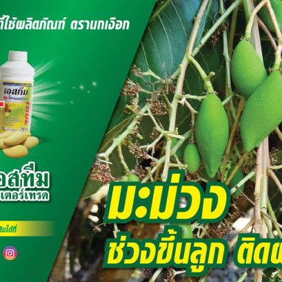ชมสวนมะม่วงที่ใช้ผลิตภัณฑ์ ไฮไฟว์ และ เอสทีม ทรู ไฮ-แคลเซียม ในมะม่วงช่วงขึ้นลูก