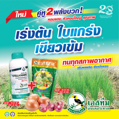 เร่งต้นหอม ใบหอมแกร่ง เเข็งเเรง