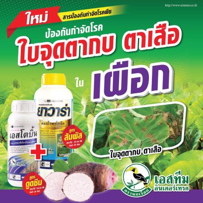เผือก...ทรัพย์ในดินกับปัญหาผลผลิตที่ลดลง