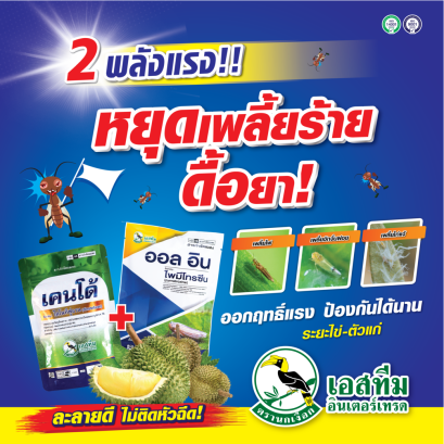 2 พลังแรง หยุดเพลี้ยร้าย ดื้อยา (เคนโด้ + ออลอิน)