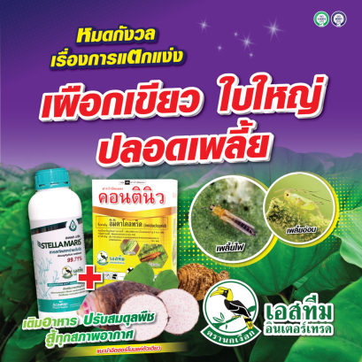 เผือกเขียว ใบใหญ่ มั่นใจ ปลอดเพลี้ย สเตลล่า มาริส + คอนตินิว