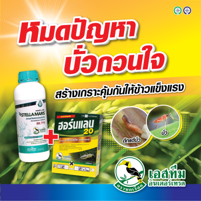 หมดปัญหาบั๋วกวนใจในนาข้าว สเตลล่า มาริส + ฮอร์นแลน 20