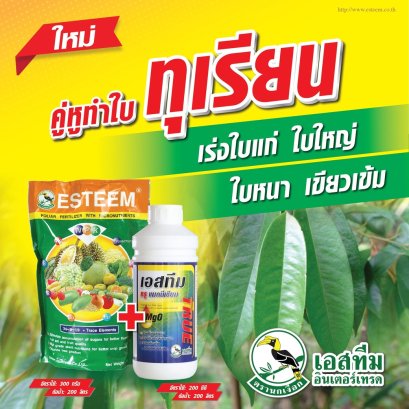 คู่หูทำใบ เร่งใบแก่ ใบใหญ่ ใบหนา เขียวเข้ม ในทุเรียน ปุ๋ยเอสทีม (เขียว) + เอสทีมทรู แมกนีเซียม