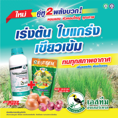 สเตลล่า มาริส + ปุ๋ยเอสทีม (เขียว) เร่งต้นหอม ใบแกร่ง