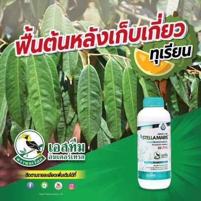 ลืมสาหร่ายตัวอื่นไปเลย เพราะใช้สเตลล่า มาริส