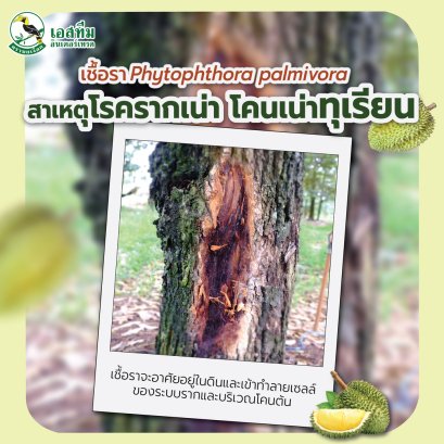 โรครากเน่าโคนเน่าทุเรียน (1/2)