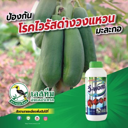 ป้องกัน โรคไวรัส ด่างวงแหวน ในมะละกอ