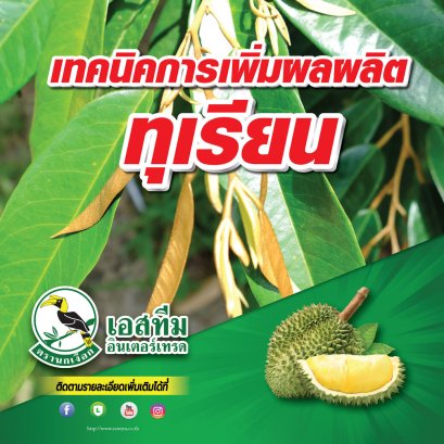 วิธีดูแลระยะทำใบทุเรียนทองผาภูมิ