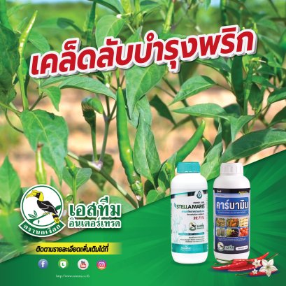 เคล็ดลับบำรุงพริก เพิ่มผลผลิต ดอกติดไว ใบเขียวหนา