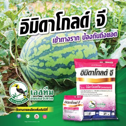 รองก้นหลุมป้องกันกำจัดแมลงในแตงโม