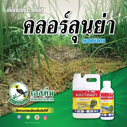 กำจัดวัชพืชในอ้อยต้อง "คลอร์ลุนย่า"