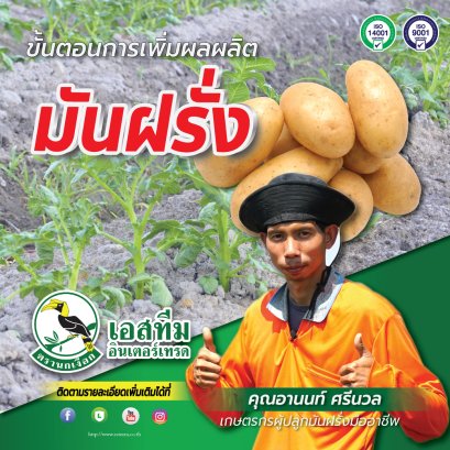 เสริมการลงหัวของมันฝรั่ง ใช้ ปุ๋ยซิลิเกต เอบีซี (ชุดลงหัว มอนโต้-ดี + ปุ๋ยเอสทีม (แดง))