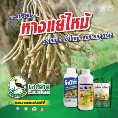 บำรุงทุเรียน ระยะหางแย้ ให้ขั้วเหนียว ลดการหลุดร่วง