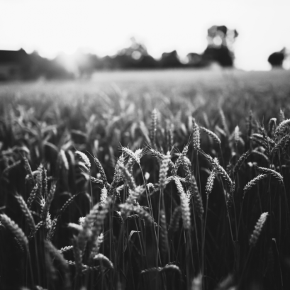 เมล็ดข้าวที่หล่อหลอมชาติ - The Grain That Built a Nation