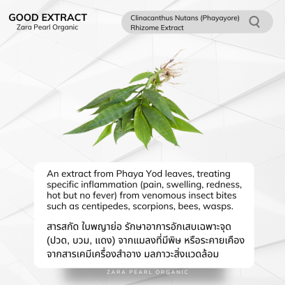 Clinacanthus Nutans (Phayayore)  Rhizome Extract