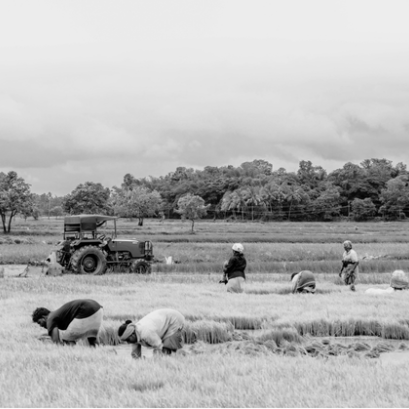 อนาคตของข้าวไทย - The Future of Thai Rice