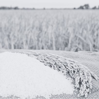 ชาวนาผู้อยู่เบื้องหลังเมล็ดข้าว - The Farmer Behind the Grain