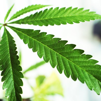 เทรนด์กัญชง และกัญชาในสหรัฐอเมริกา