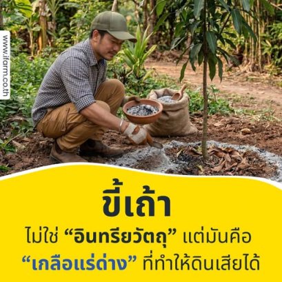 ขี้เถ้า "ไม่ใช่อินทรีย์วัตถุ" แต่มันคือ "เกลือแร่ด่าง" ทำให้ดินเสียได้  นี่คือ 15 เรื่องที่คนทำเกษตรต้องรู้ก่อนใช้