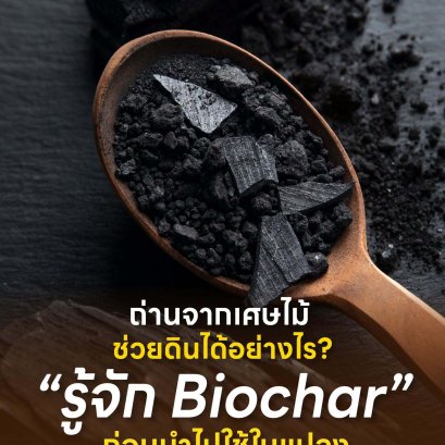ถ่านจากเศษไม้ ช่วยดินได้อย่างไร? รู้จัก Biochar ก่อนนำไปใช้ในแปลง