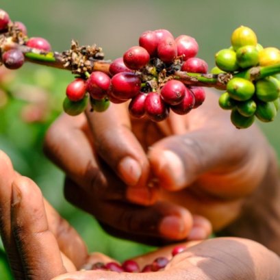 "กาแฟไร้เมล็ดกาแฟ" นวัตกรรมอาหารสู้ภาวะโลกเดือด ลดการปล่อยก๊าซคาร์บอน