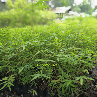 ชนิดของไผ่ทางภาคเหนือ